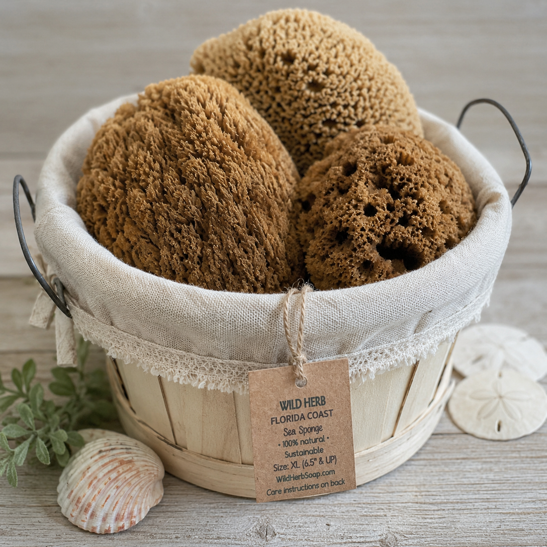 Sea Sponge, South Florida