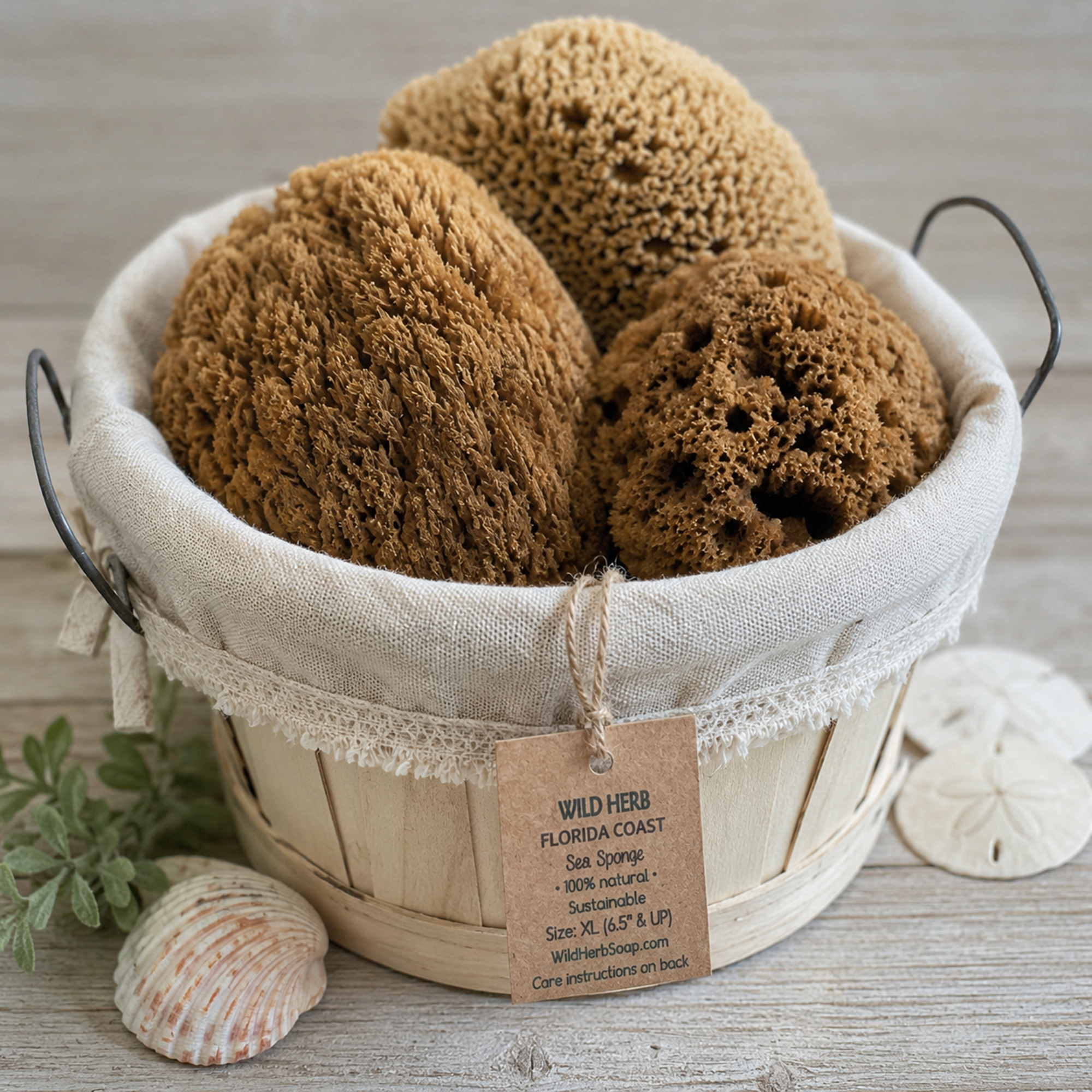 Sea Sponge, South Florida