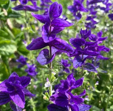 Clary Sage Pure Essential Oil-Wild Herb Your Healthy Choice for Natural Living