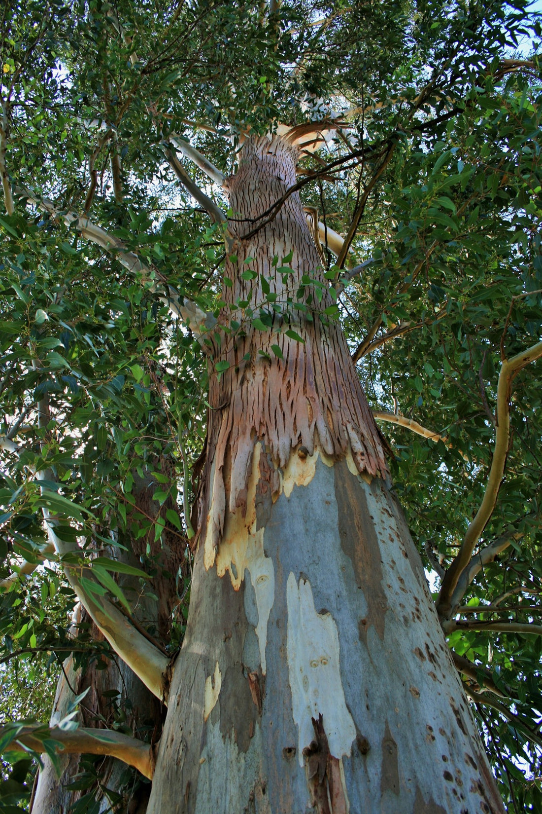 Eucalyptus Pure Essential Oil-Wild Herb Your Healthy Choice for Natural Living