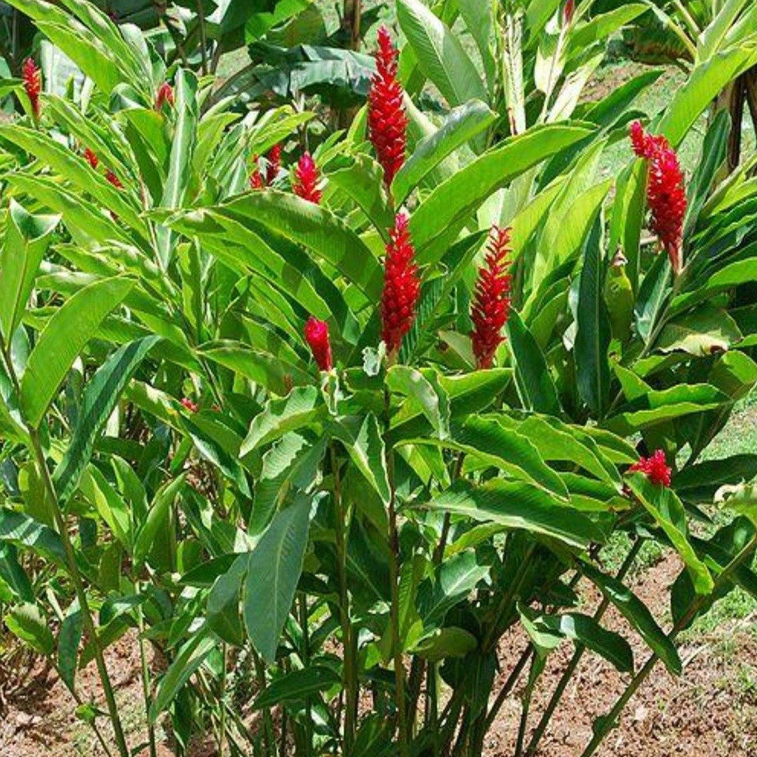Ginger Pure Essential Oil-Wild Herb Your Healthy Choice for Natural Living