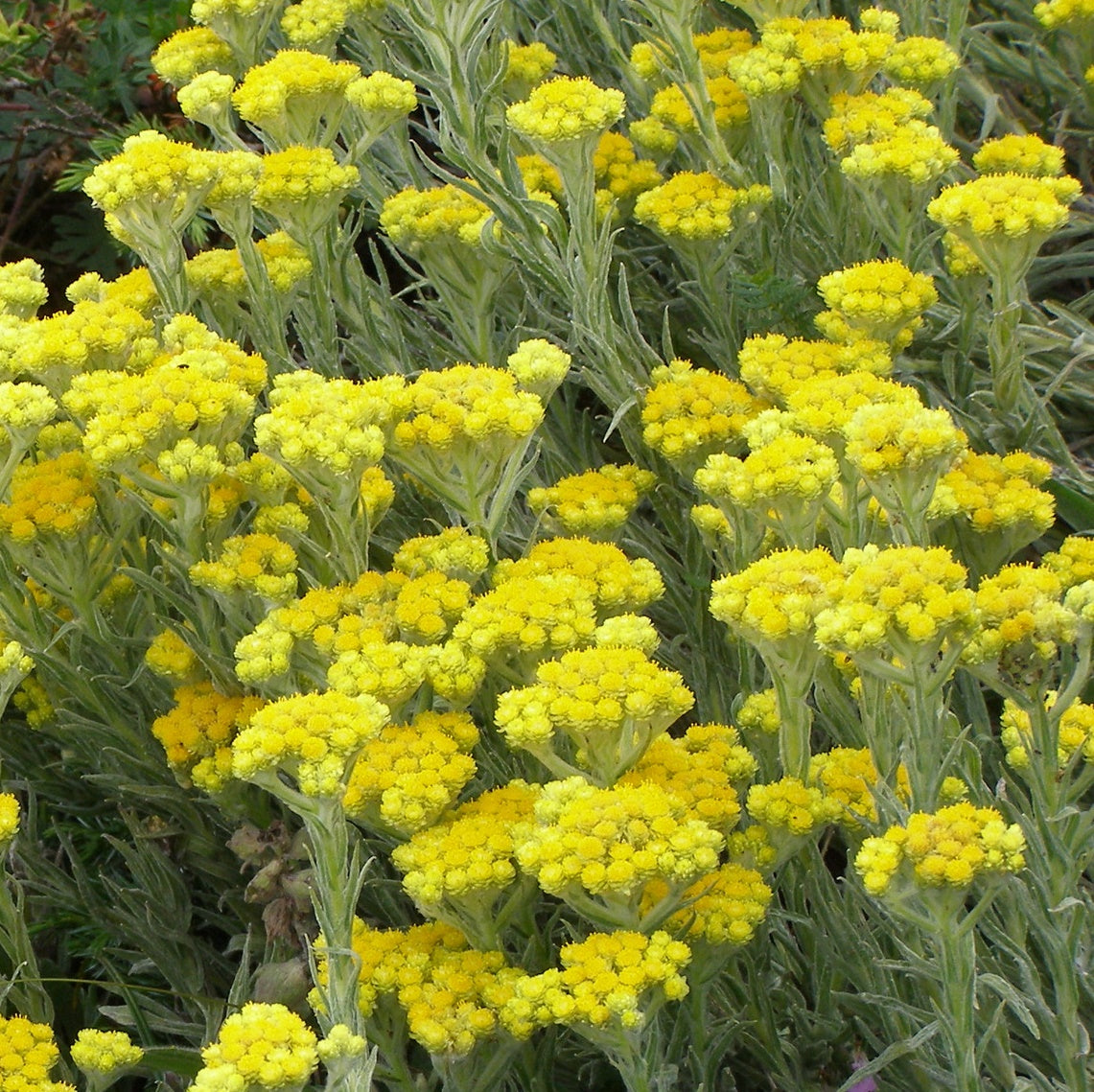 Helichrysum Pure Essential Oil-Wild Herb Your Healthy Choice for Natural Living