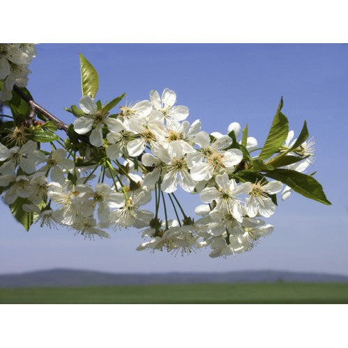 Fragrance Oil, 2 oz. size-Wild Herb Your Healthy Choice for Natural Living