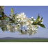 Fragrance Oil, 2 oz. size-Wild Herb Your Healthy Choice for Natural Living