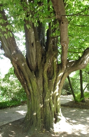 Amyris Pure Essential Oil-Wild Herb Your Healthy Choice for Natural Living