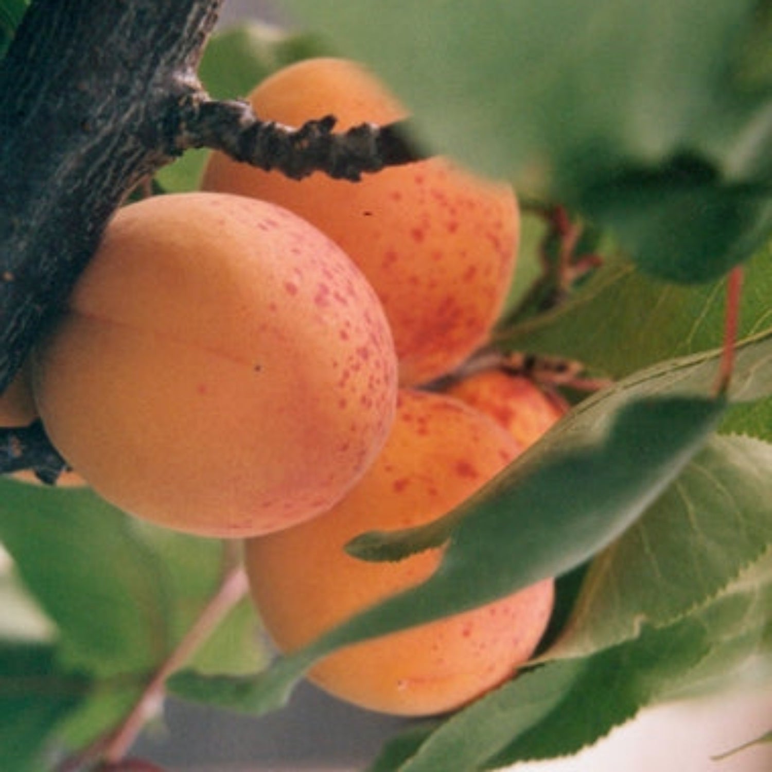 Apricot Kernel Oil-Wild Herb Your Healthy Choice for Natural Living