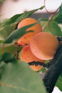 Apricot Kernel Oil