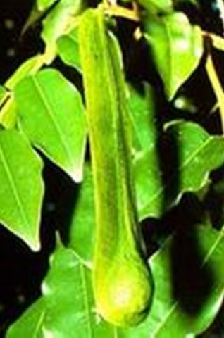 Balsam of Peru Pure Essential Oil