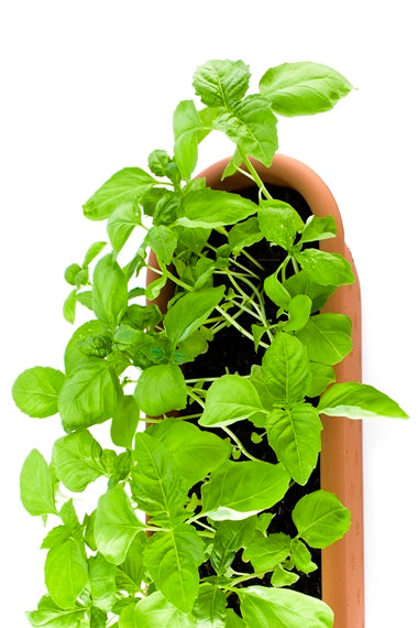 Basil, Sweet Pure Essential Oil-Wild Herb Your Healthy Choice for Natural Living
