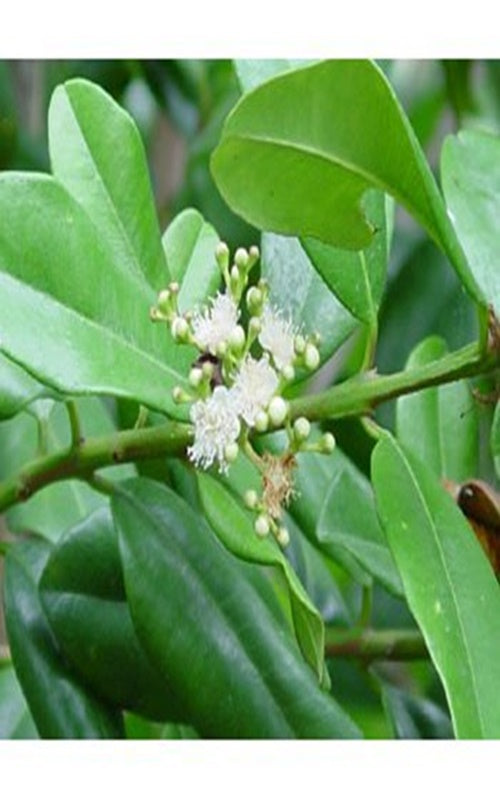 Bay Laurel Pure Essential Oil-Wild Herb Your Healthy Choice for Natural Living