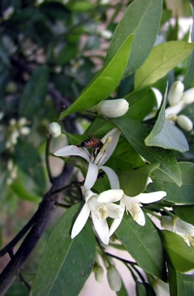 Bergamot Pure Essential Oil-Wild Herb Your Healthy Choice for Natural Living