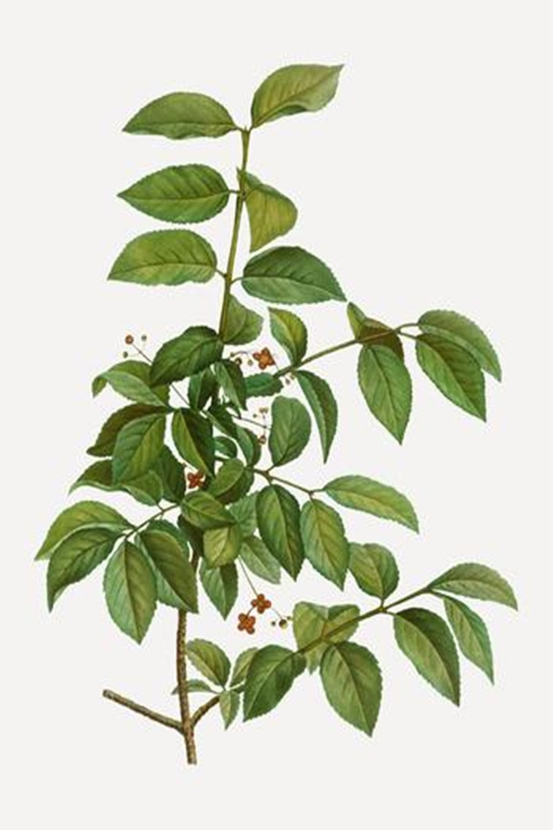 Birch, Sweet Pure Essential Oil-Wild Herb Your Healthy Choice for Natural Living