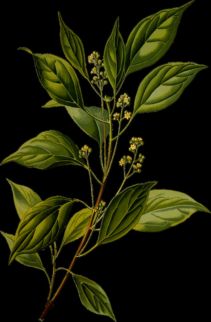 Camphor (White) Pure Essential Oil-Wild Herb Your Healthy Choice for Natural Living