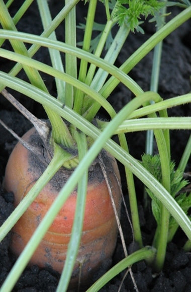 Carrot Seed Pure Essential Oil-Wild Herb Your Healthy Choice for Natural Living