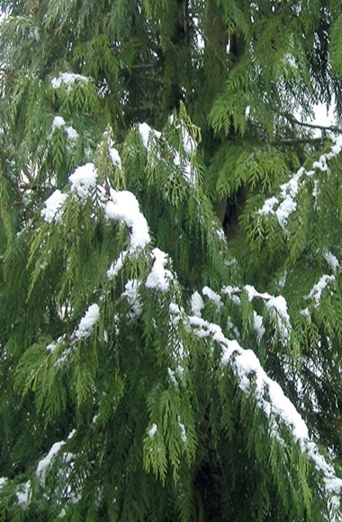 Cedarwood, Himalayan Pure Essential Oil-Wild Herb Your Healthy Choice for Natural Living