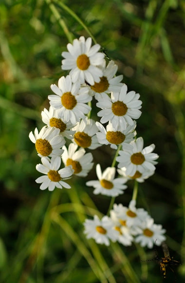 Chamomile, Roman Pure Essential Oil