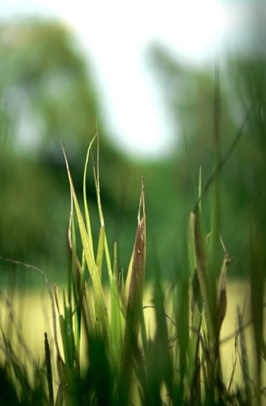 Citronella Pure Essential Oil-Wild Herb Your Healthy Choice for Natural Living