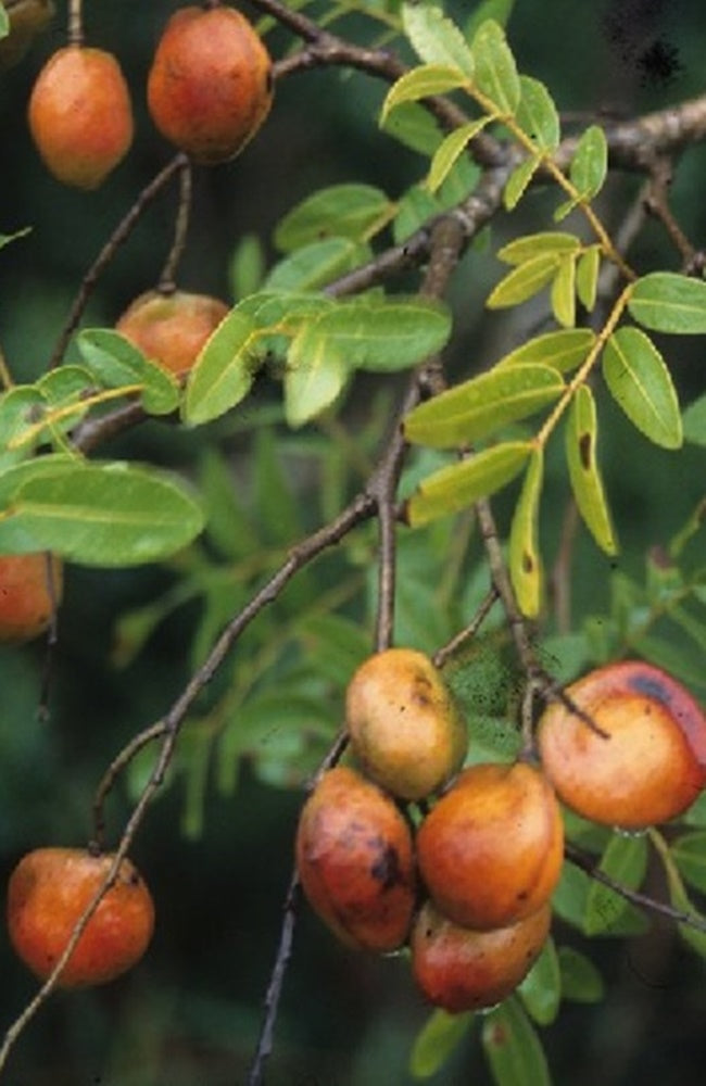 Copaiba Pure Essential Oil