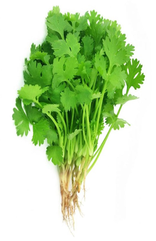 Coriander Pure Essential Oil-Wild Herb Your Healthy Choice for Natural Living