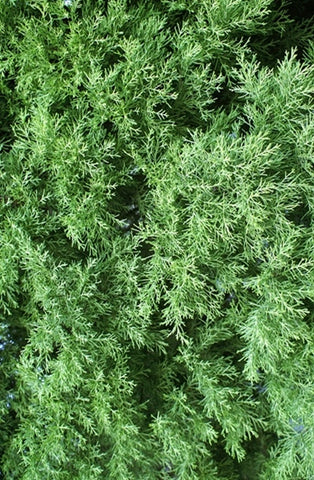 Cypress Pure Essential Oil