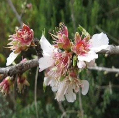 Fragrance Oil, 4 oz. size-Wild Herb Your Healthy Choice for Natural Living