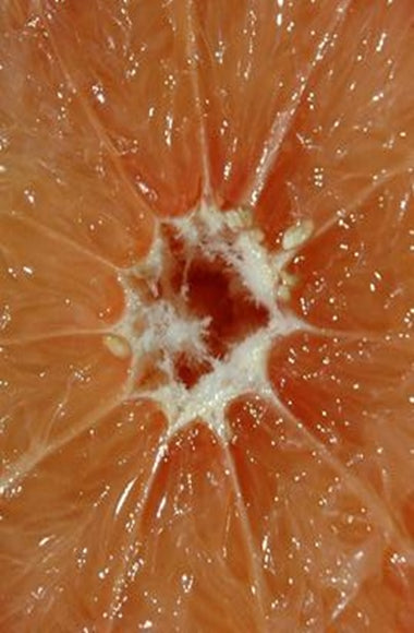 Grapefruit Pure Essential Oil-Wild Herb Your Healthy Choice for Natural Living
