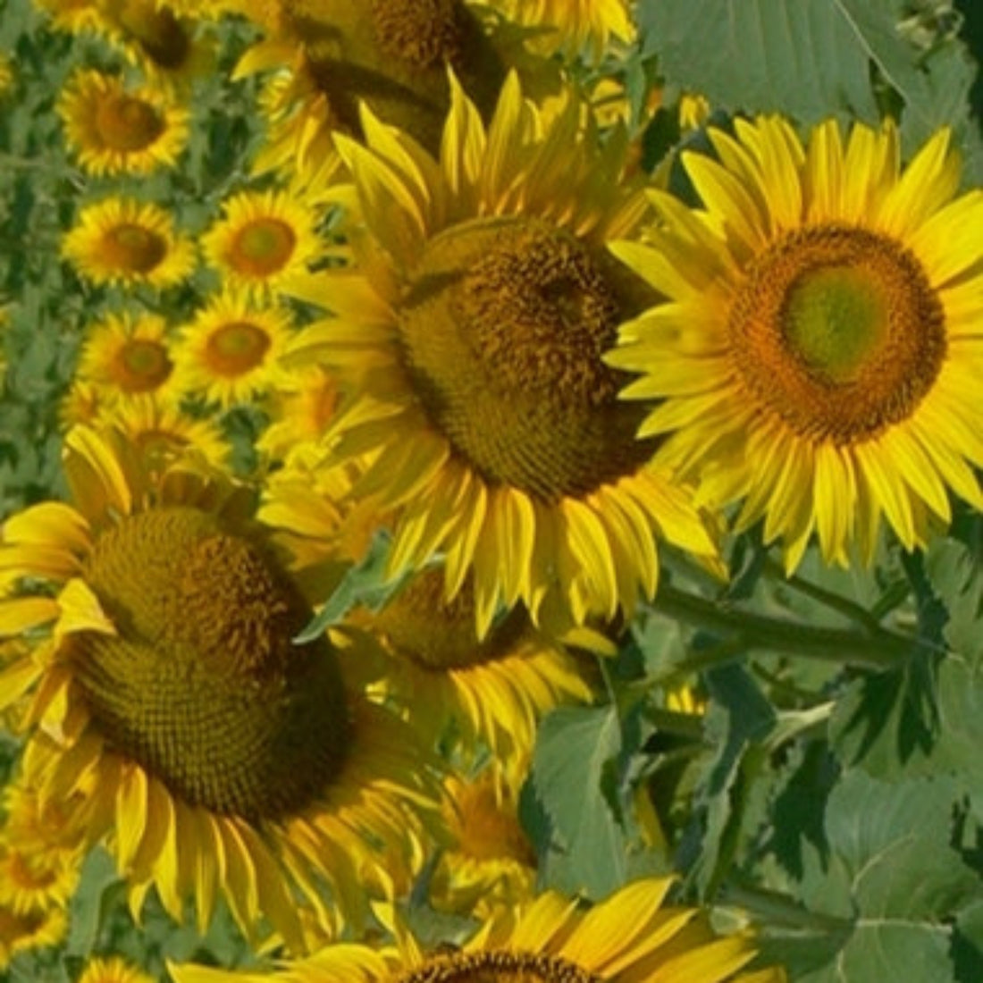 Sunflower Oil-Wild Herb Your Healthy Choice for Natural Living