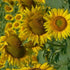 Sunflower Oil-Wild Herb Your Healthy Choice for Natural Living