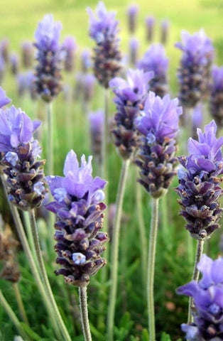 Lavender 40/42 Pure Essential Oil