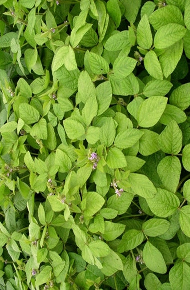 Patchouli Pure Essential Oil-Wild Herb Your Healthy Choice for Natural Living