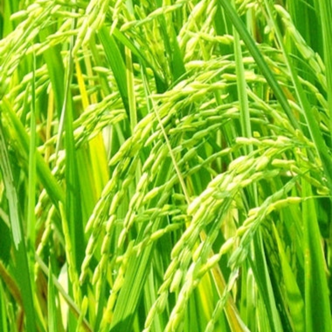 Rice Bran Oil-Wild Herb Your Healthy Choice for Natural Living
