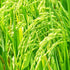 Rice Bran Oil-Wild Herb Your Healthy Choice for Natural Living