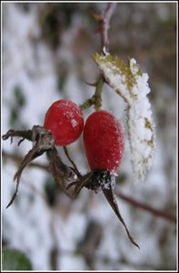 Rose Hip Seed Oil