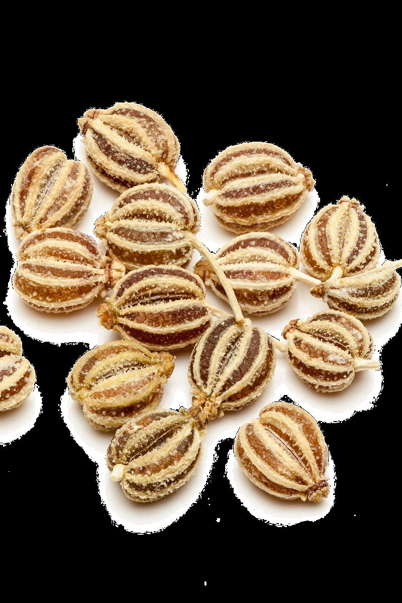 Ajwain Pure Essential Oil-Wild Herb Your Healthy Choice for Natural Living