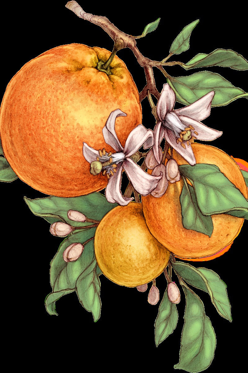 Bitter Orange Pure Essential Oil-Wild Herb Your Healthy Choice for Natural Living