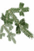 Black Spruce Pure Essential Oil-Wild Herb Your Healthy Choice for Natural Living