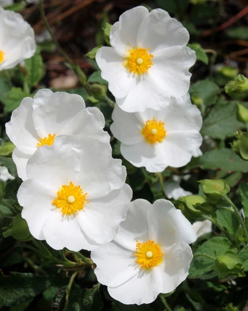 Cistus Pure Absolute Oil-Wild Herb Your Healthy Choice for Natural Living
