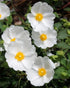 Cistus Pure Absolute Oil-Wild Herb Your Healthy Choice for Natural Living