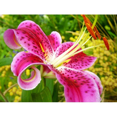 Fragrance Oil, 8 oz. size-Wild Herb Your Healthy Choice for Natural Living