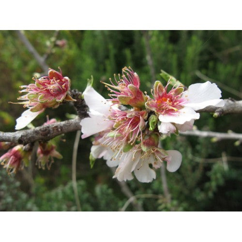 Fragrance Oil, 4 oz. size-Wild Herb Your Healthy Choice for Natural Living