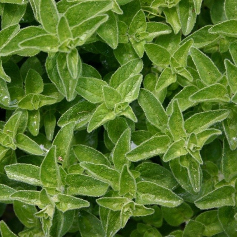 Marjoram Pure Essential Oil-Wild Herb Your Healthy Choice for Natural Living