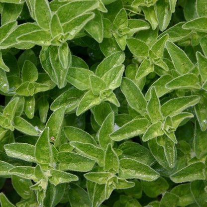 Marjoram Pure Essential Oil-Wild Herb Your Healthy Choice for Natural Living